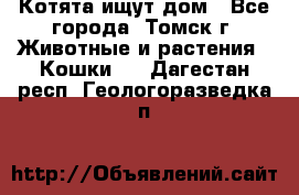 Котята ищут дом - Все города, Томск г. Животные и растения » Кошки   . Дагестан респ.,Геологоразведка п.